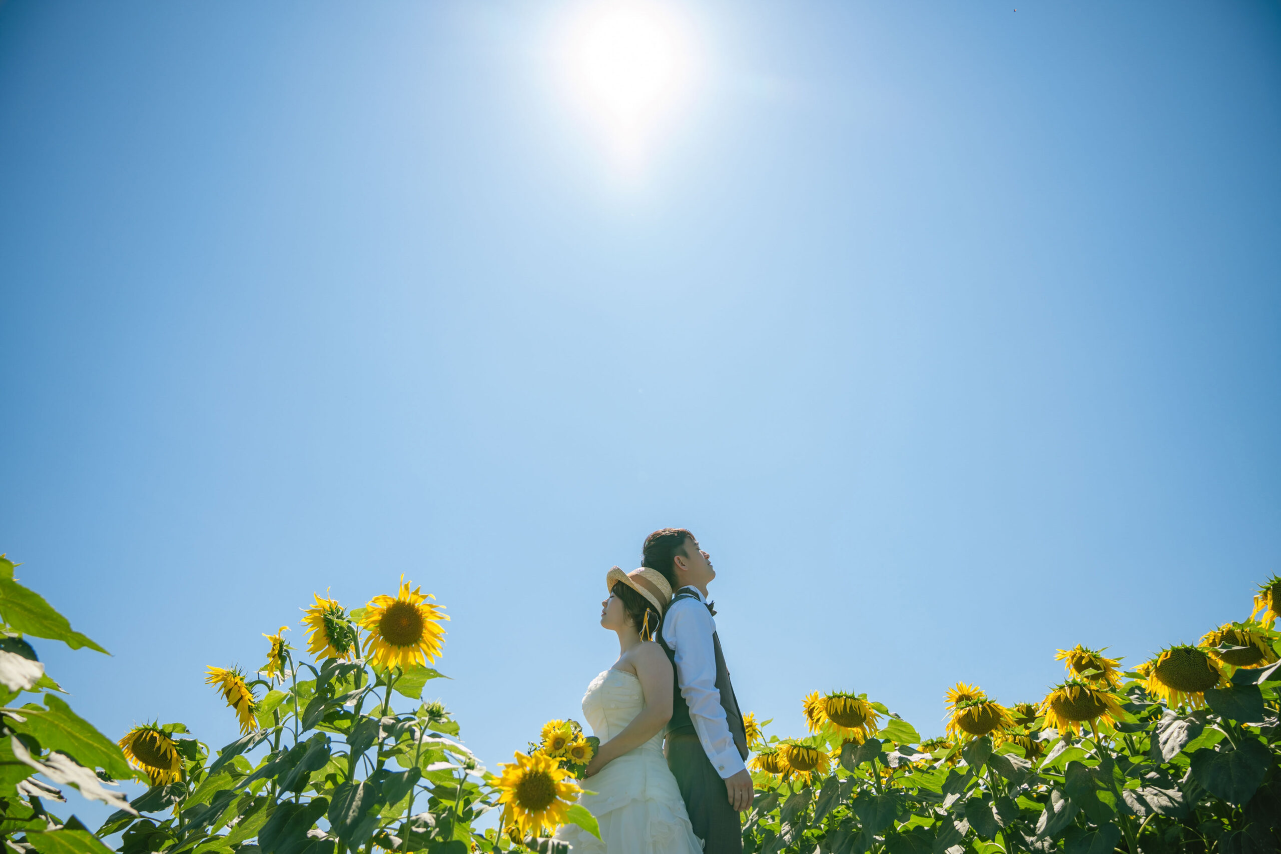 群馬県富岡市丹生の丘ひまわり畑